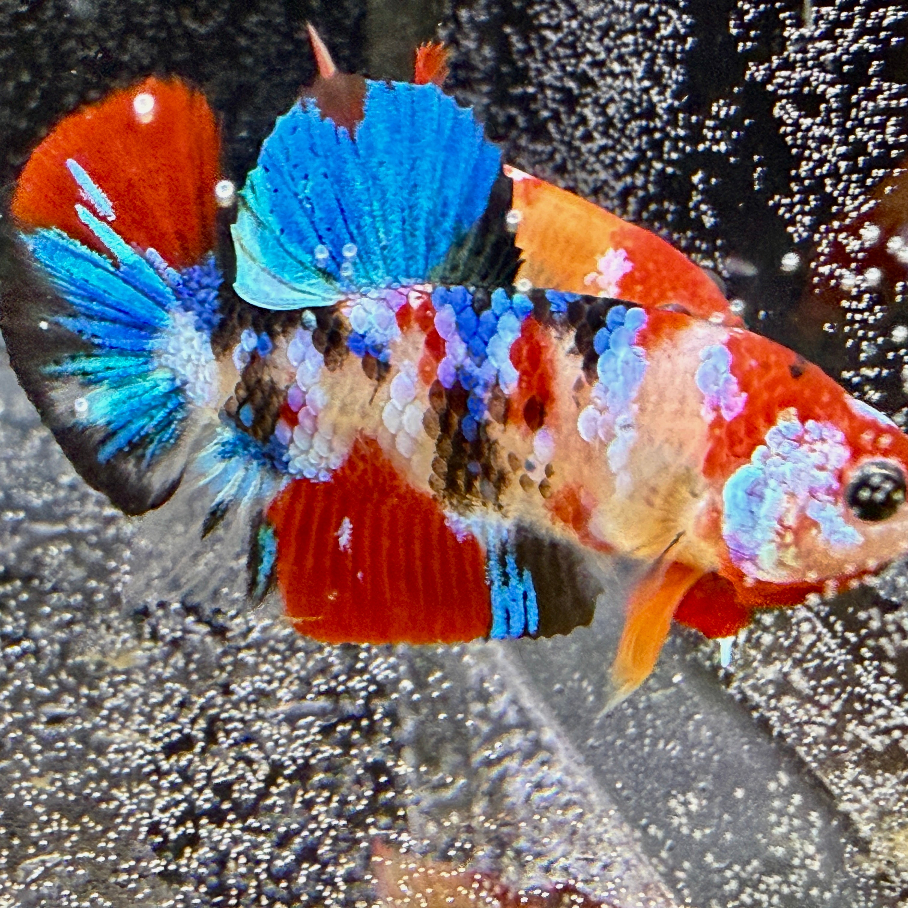 (PAIR) Multicolor HMPK Betta #12