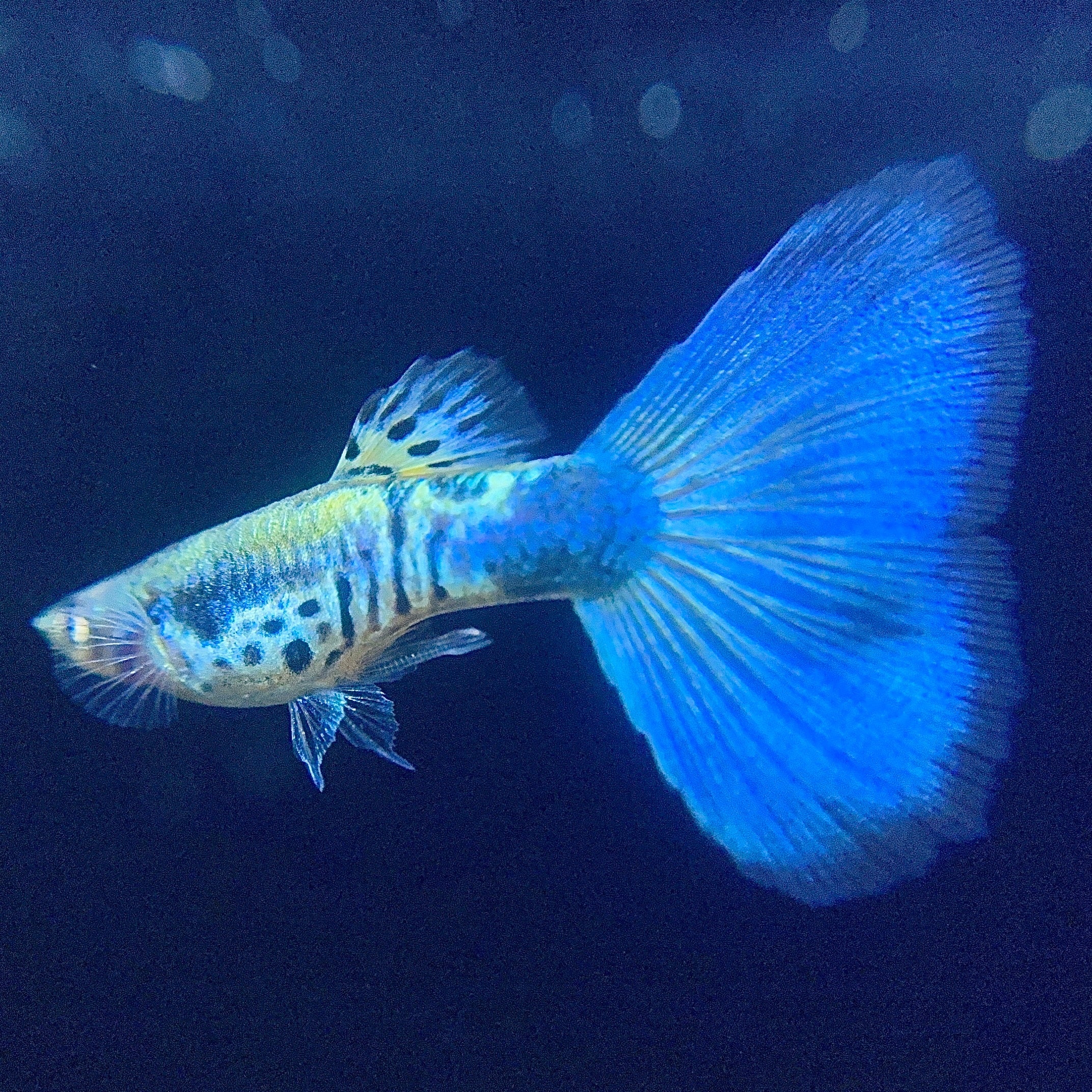 Galaxy Neon Blue Tail
