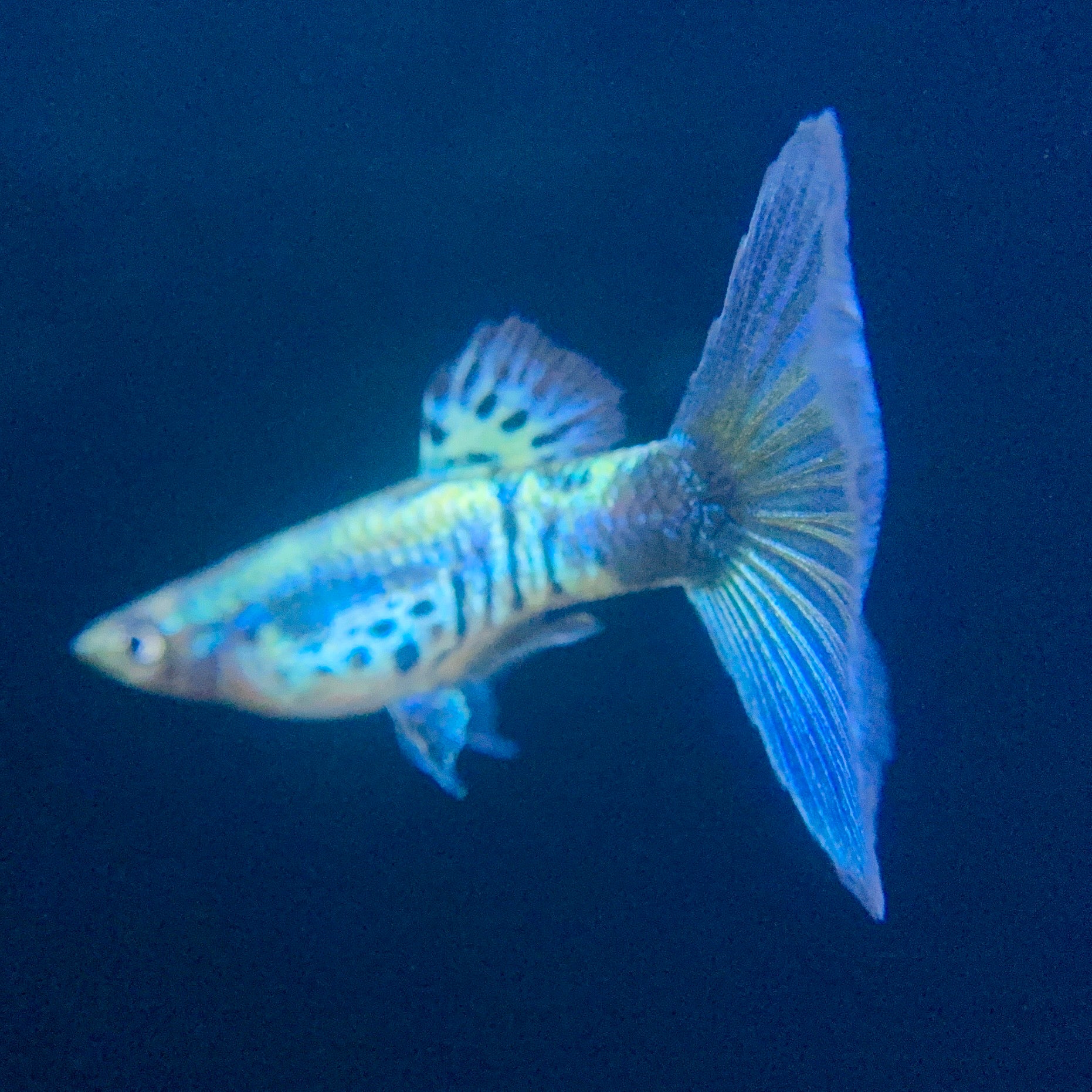 Galaxy Neon Blue Tail