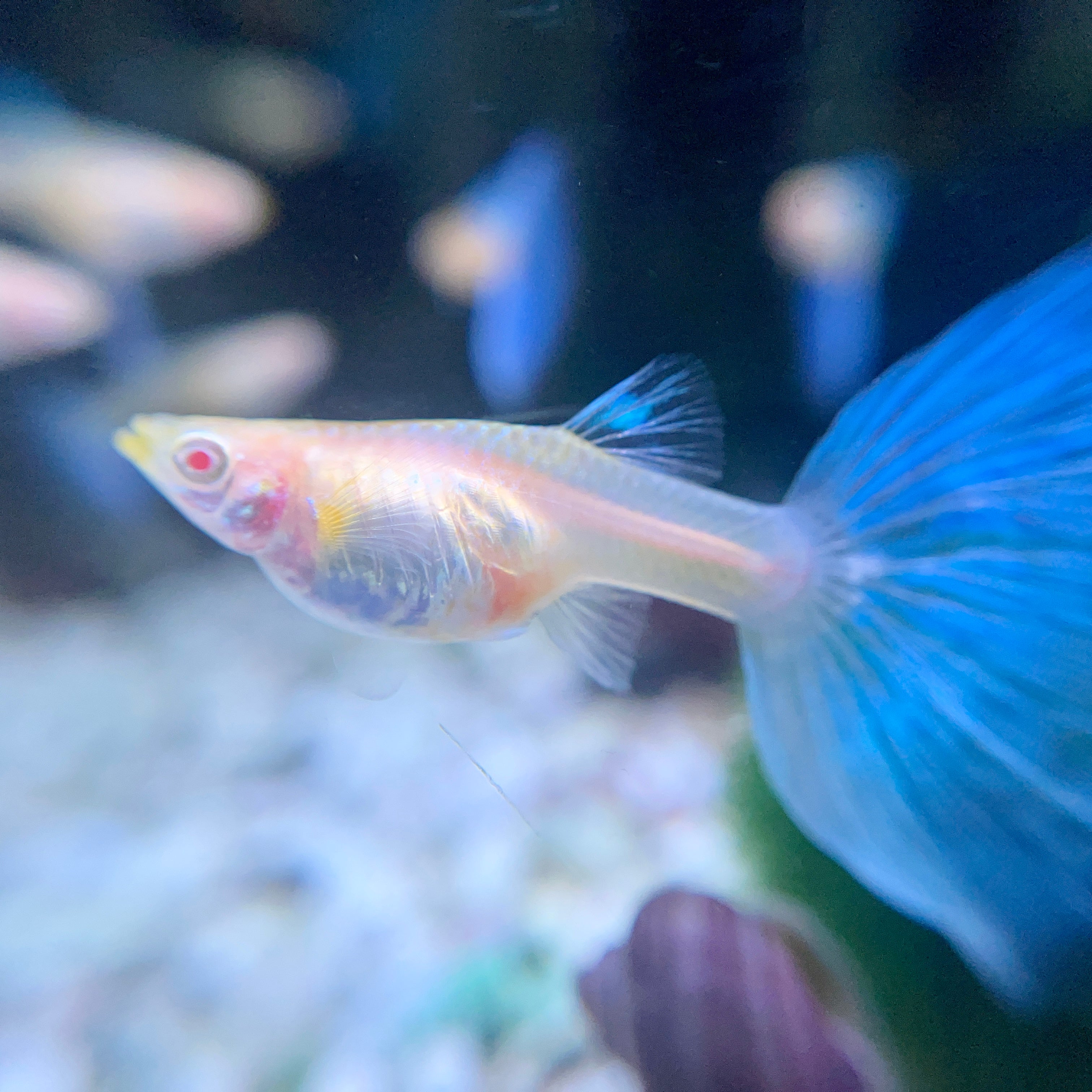Electric Blue Topaz XL Tail Guppie - Canada Guppies