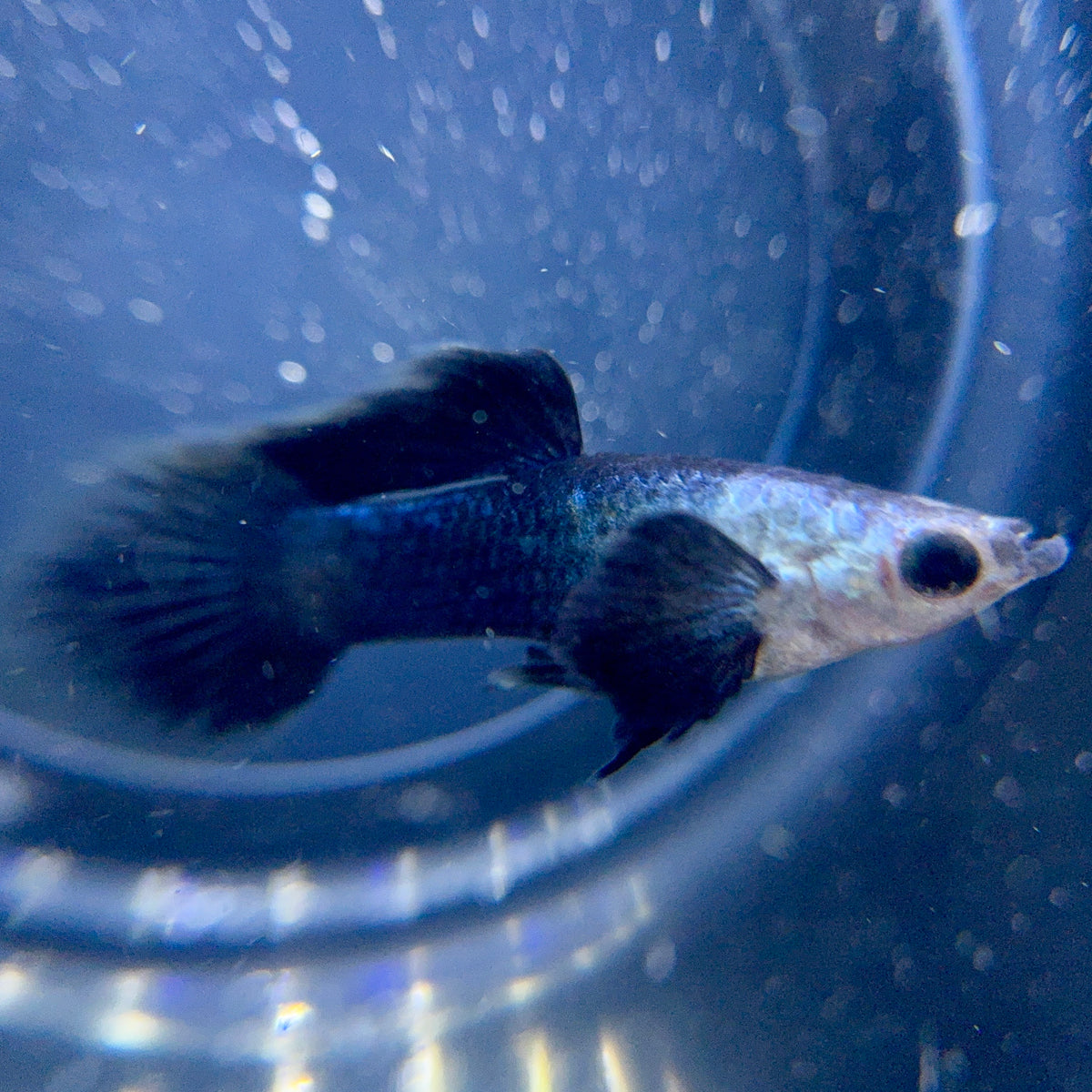 Panda Guppies for Sale | Black & White Panda Line
