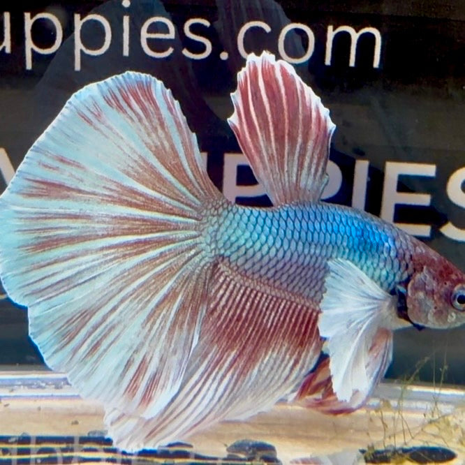 Lavender Dumbo B6