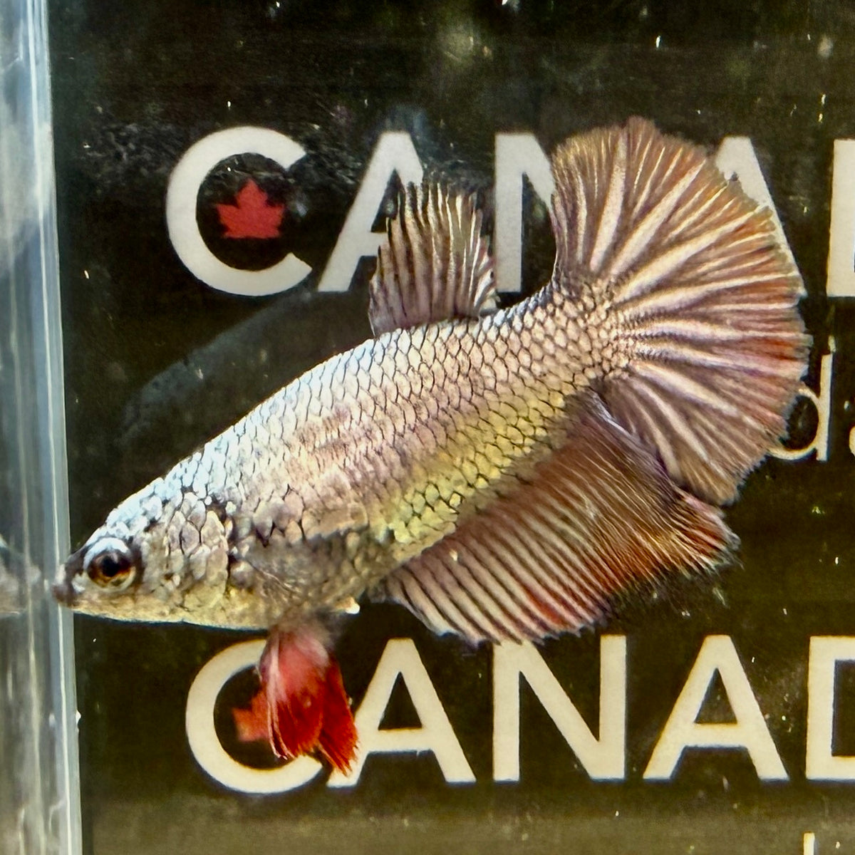 Female Copper Dragon B1