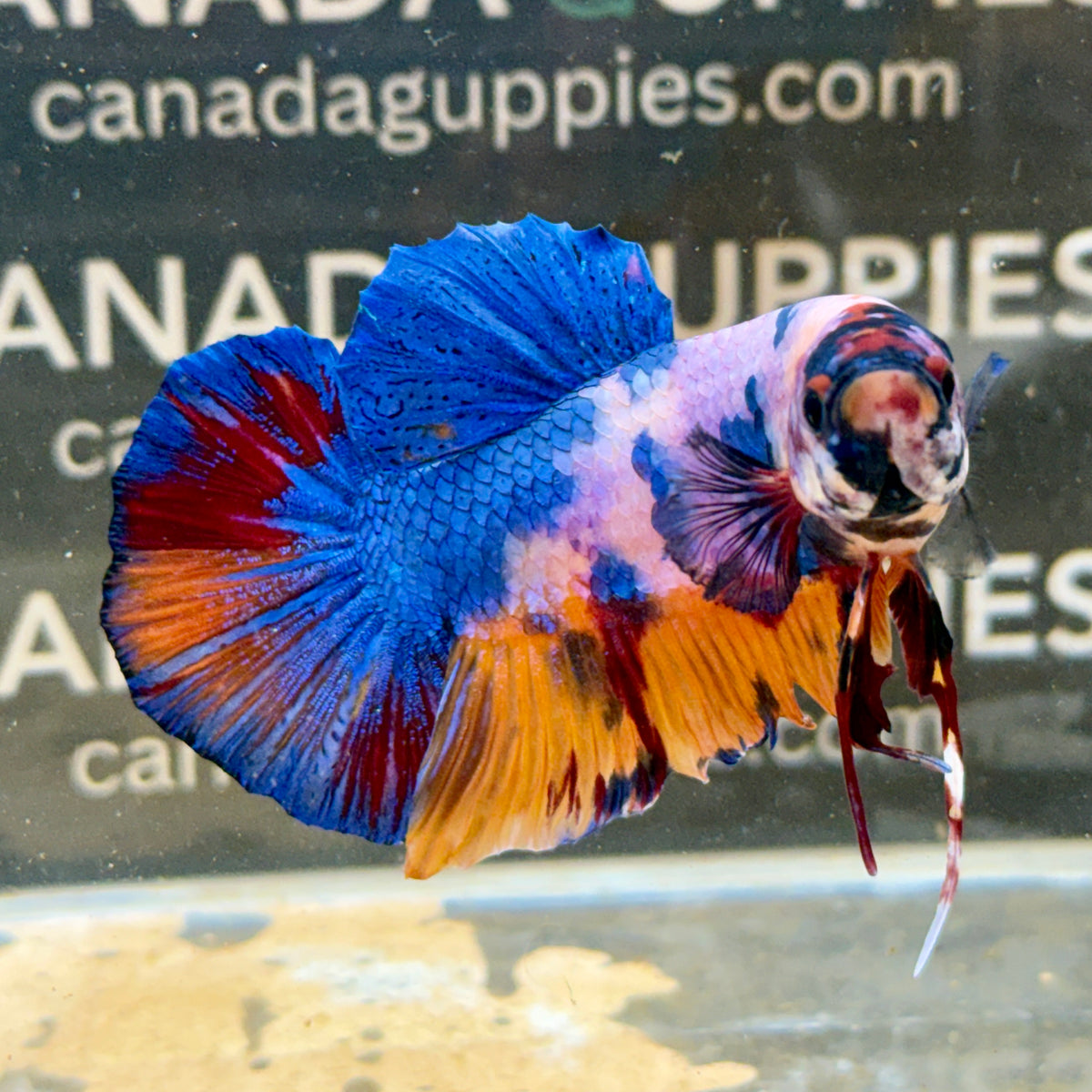 Multicolour Giant Plakat B2