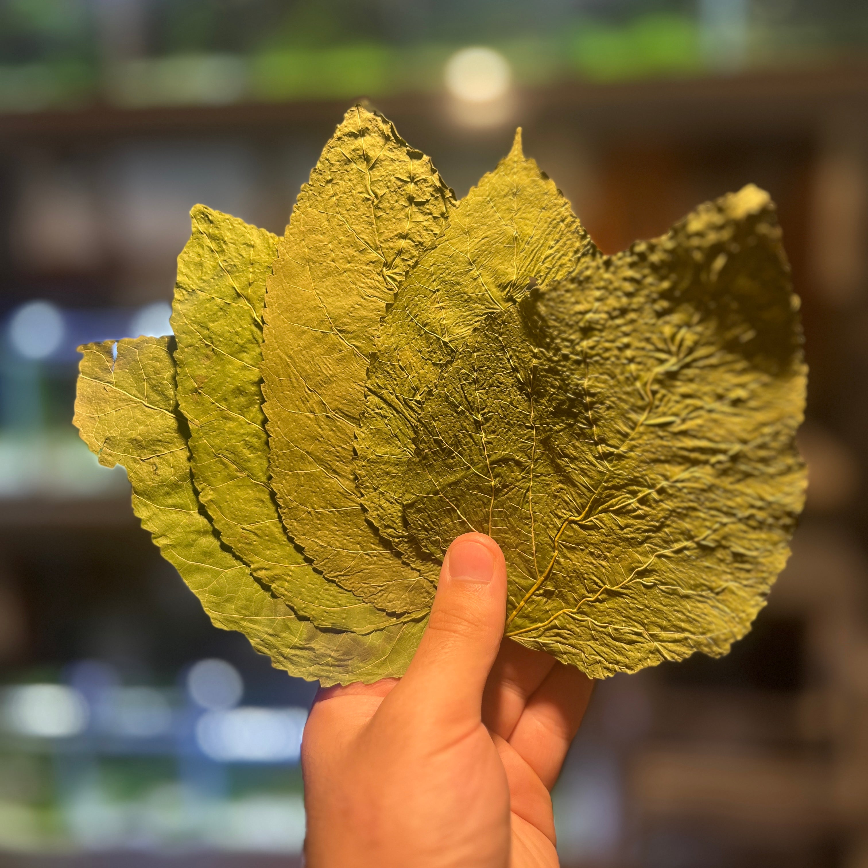 Mulberry Leaves (5 Pack) - Canada Guppies