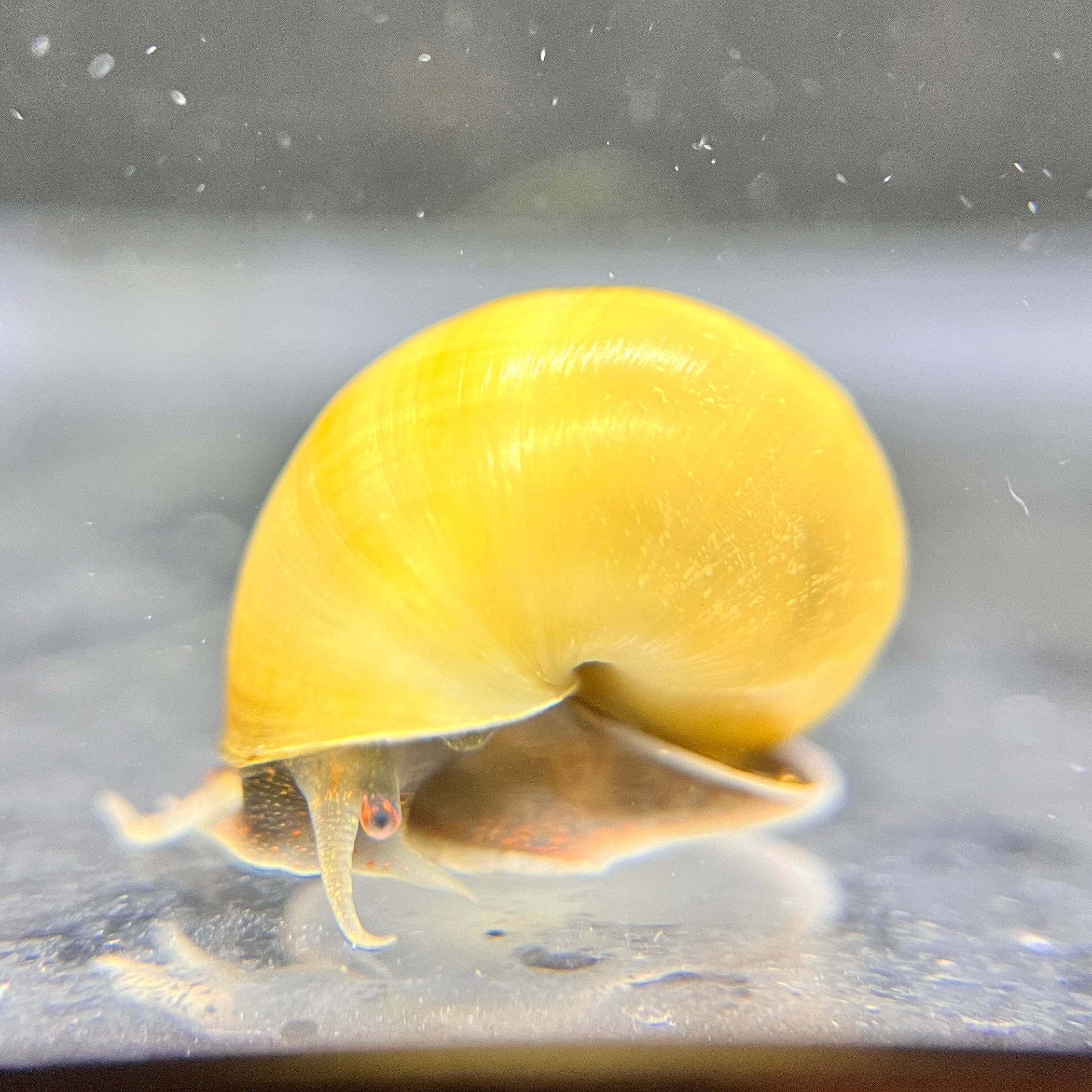 Jade Mystery Snail