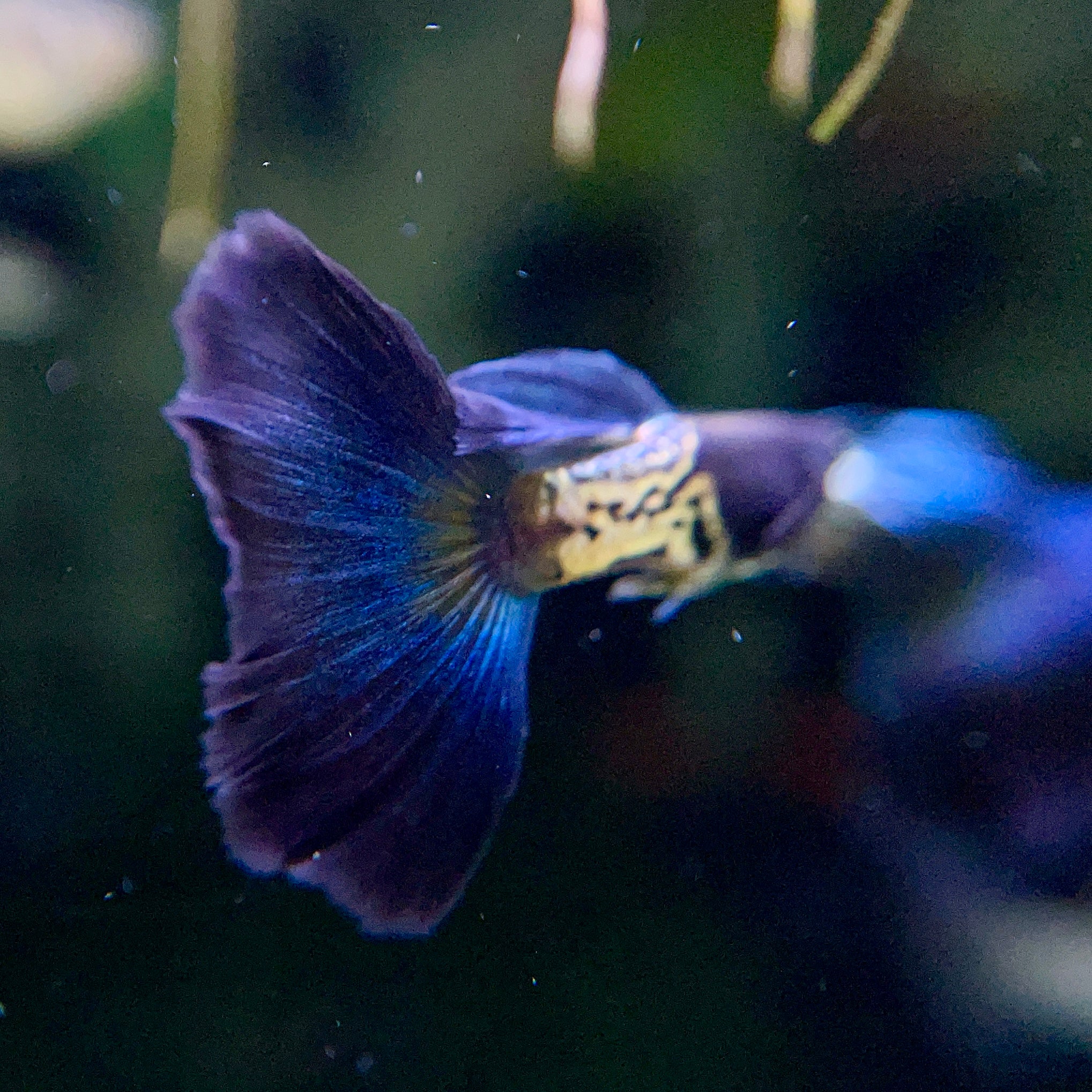 Blue-Tail Metallic Snakeskin - Canada Guppies