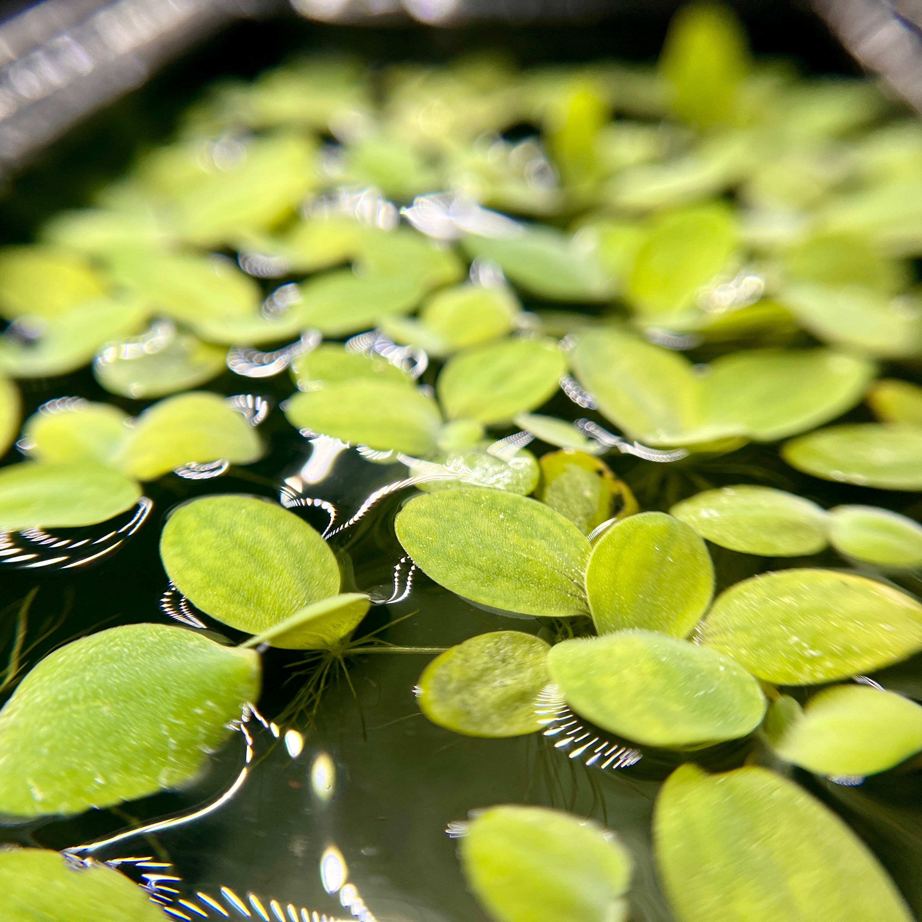 Dwarf Water Lettuce - Canada Guppies