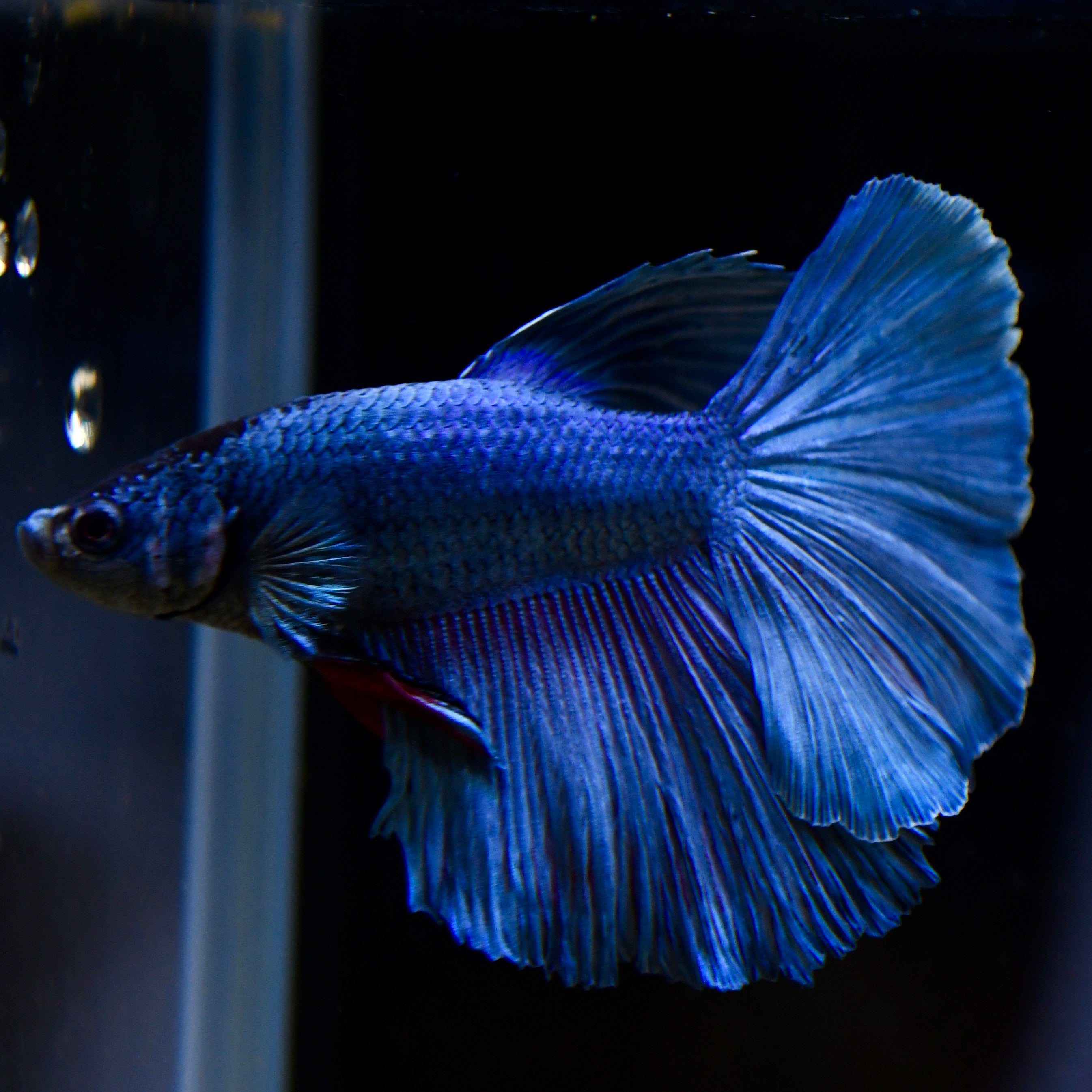Ocean Blue HM #A31