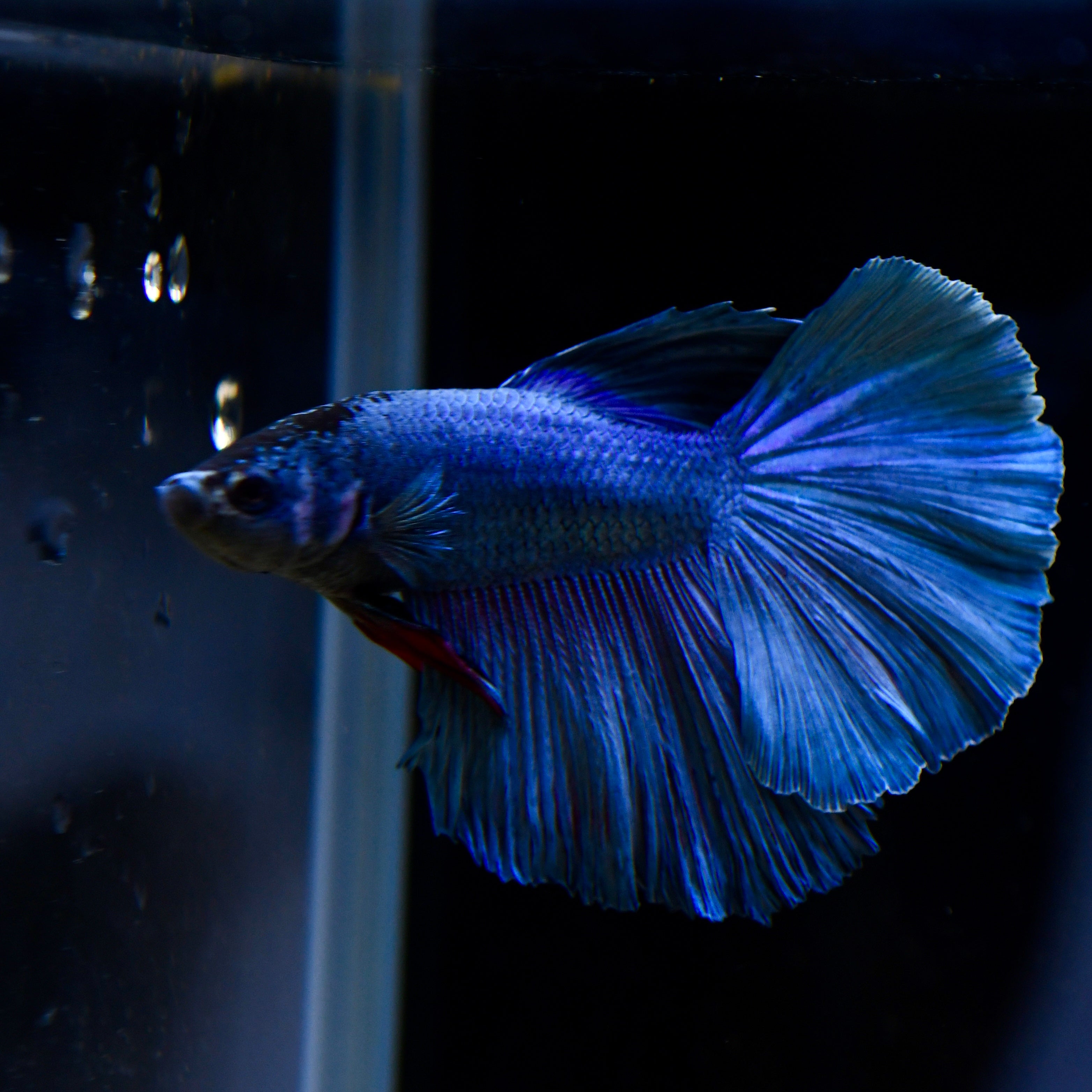 Ocean Blue HM #A31