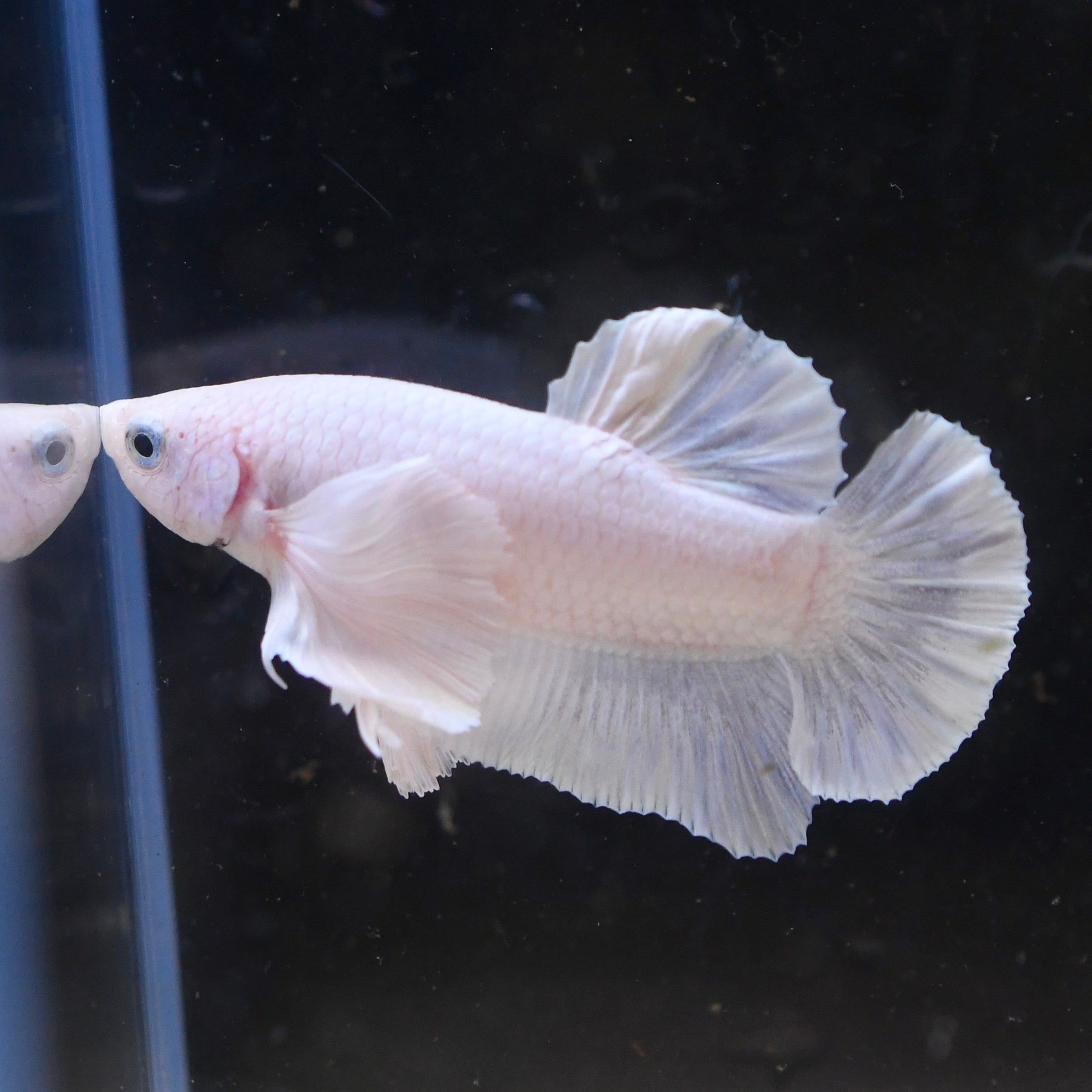 Dumbo Pastel White Plakat #A1