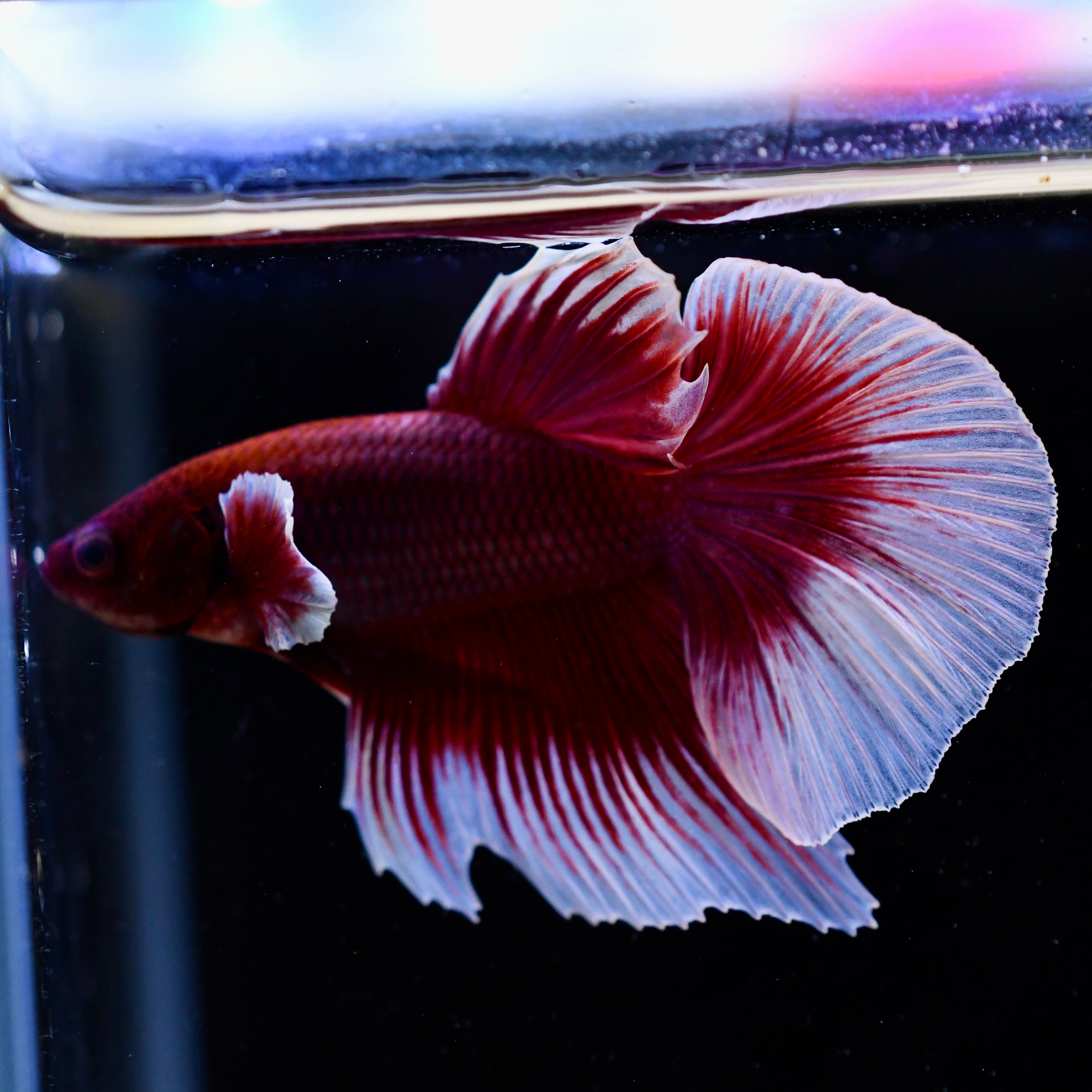 Dumbo Red Salamander Halfmoon #A1