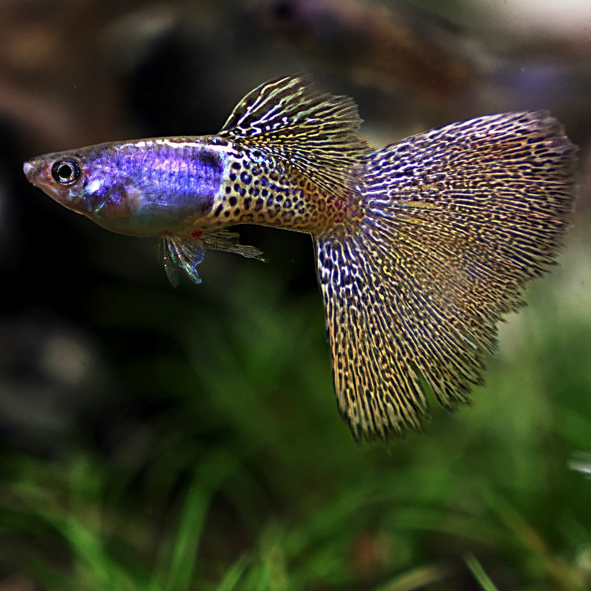 Supreme Yellow Metallic Lace Guppies - Canada Guppies