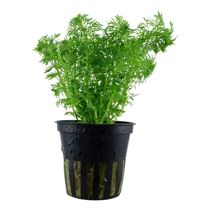 Limnophila sessiliflora Pot