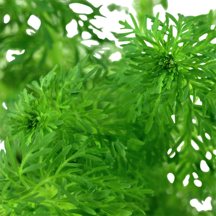 Limnophila sessiliflora Pot