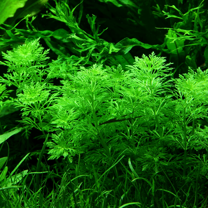 Limnophila sessiliflora Pot