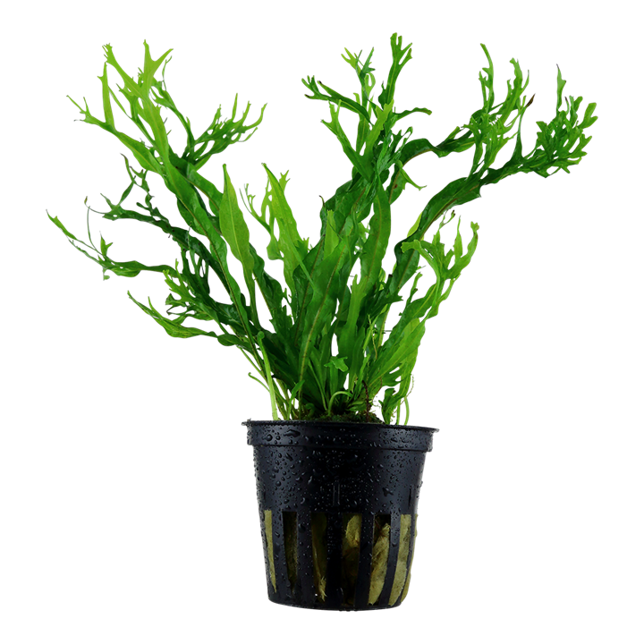 Microsorum Pteropus 'Windelov' Pot