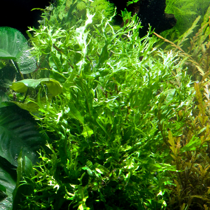 Microsorum Pteropus 'Windelov' Pot