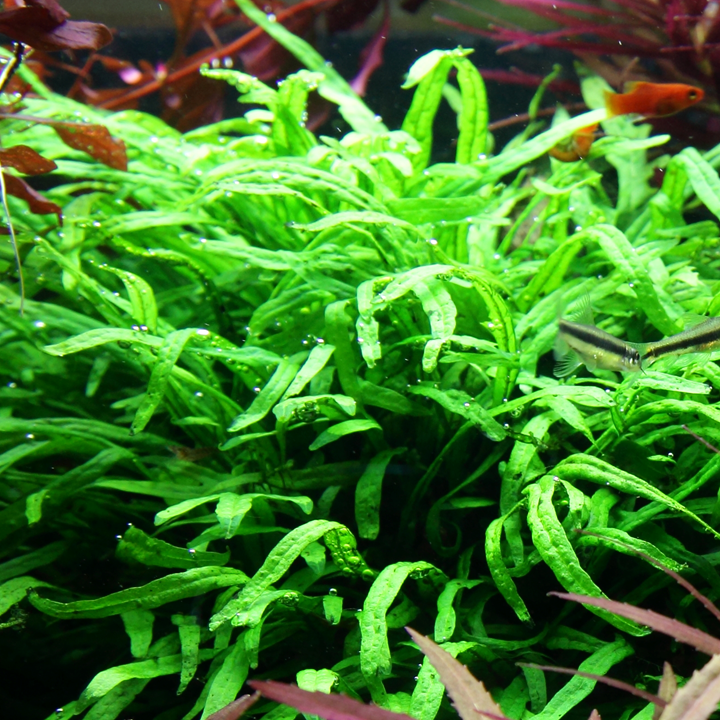 Microsorum Pteropus 'Trident' Pot