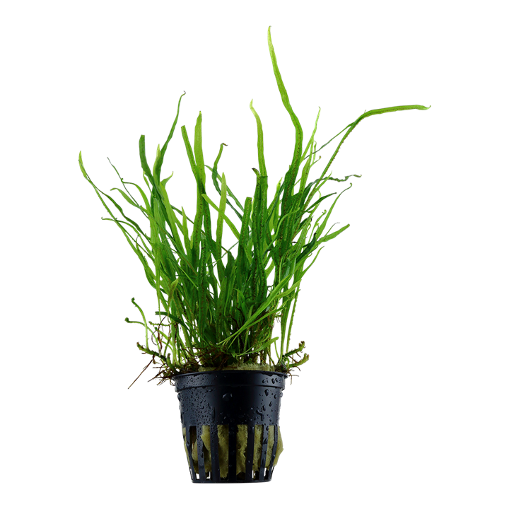 Microsorum Pteropus 'Trident' Pot