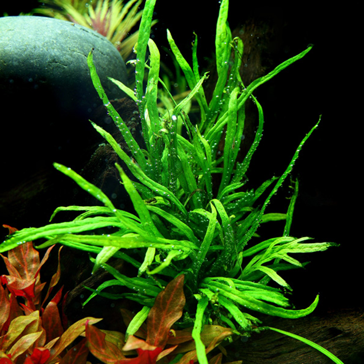 Microsorum Pteropus 'Trident' Pot