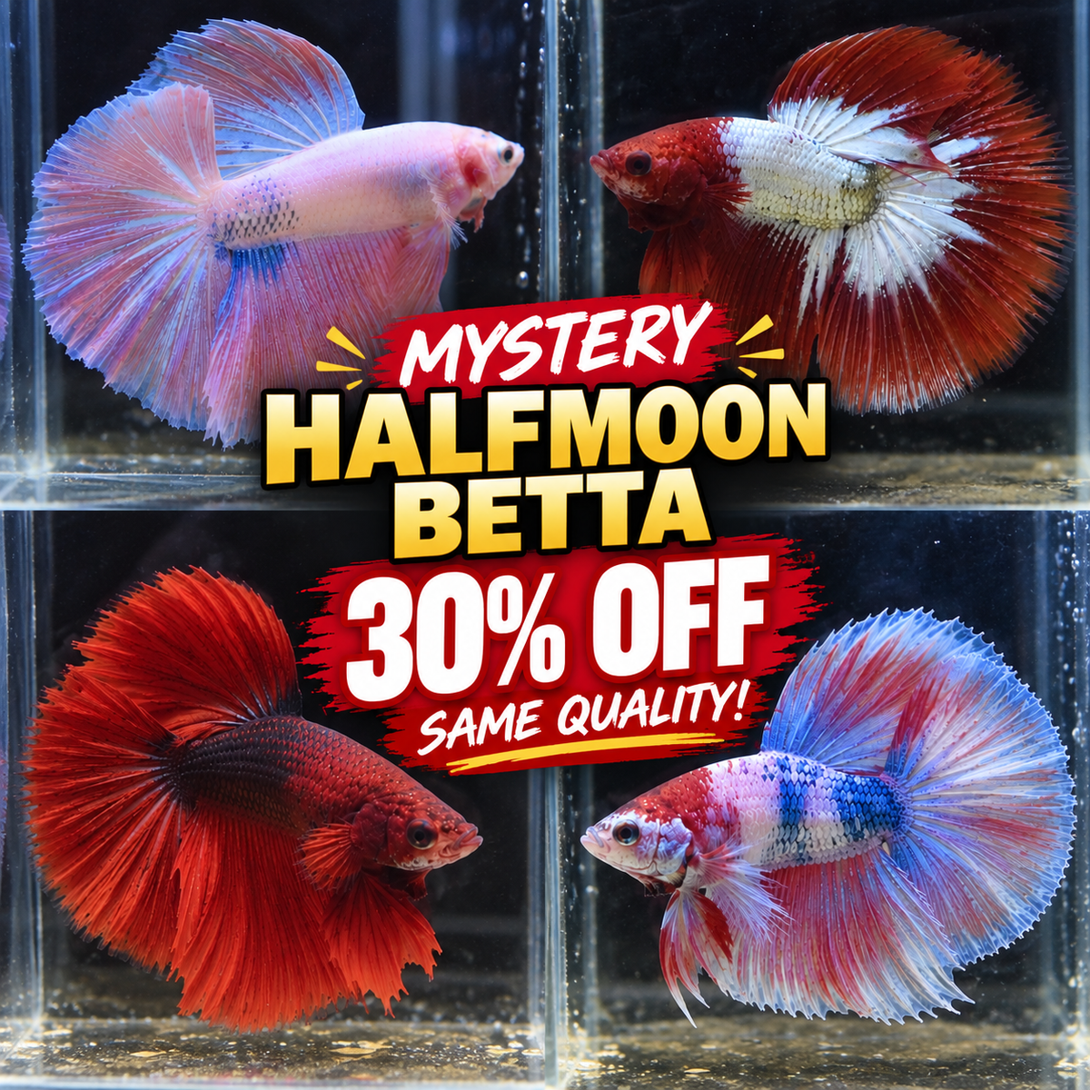 Mystery Halfmoon Betta