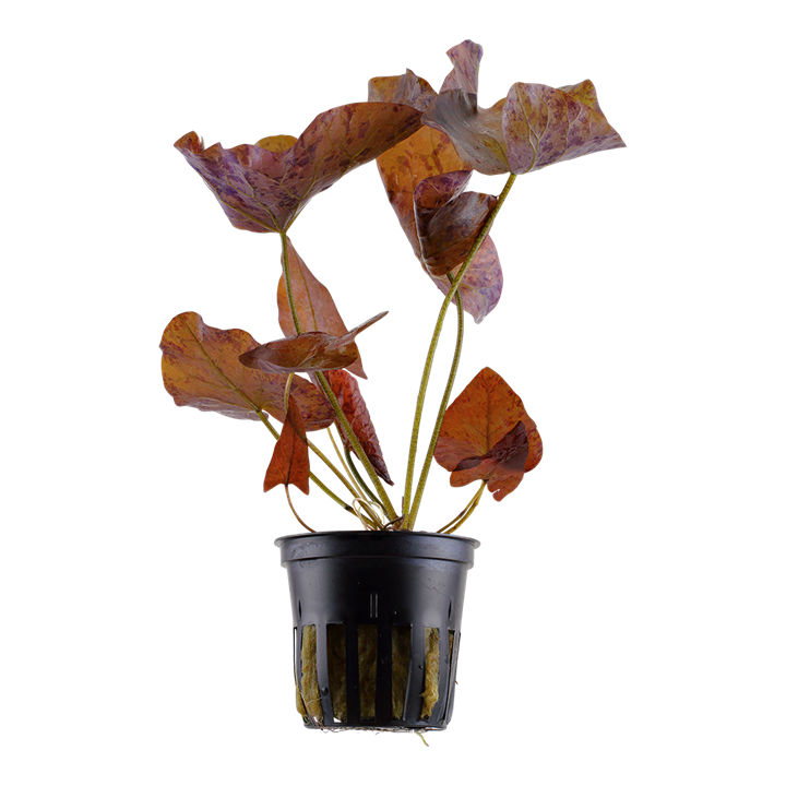 Tiger Lotus (Nymphaea lotus) Pot