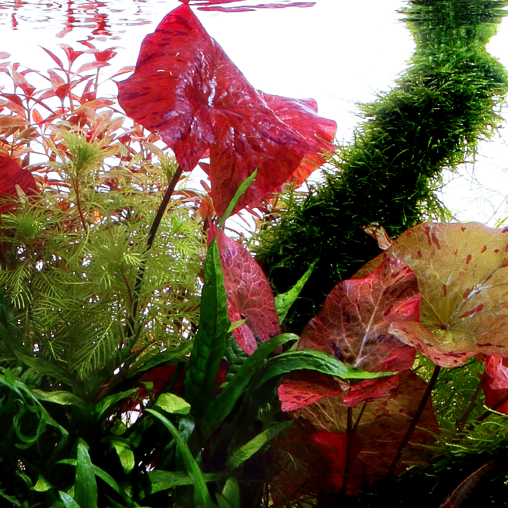 Tiger Lotus (Nymphaea lotus) Pot