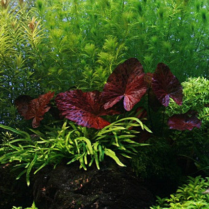 Tiger Lotus (Nymphaea lotus) Pot