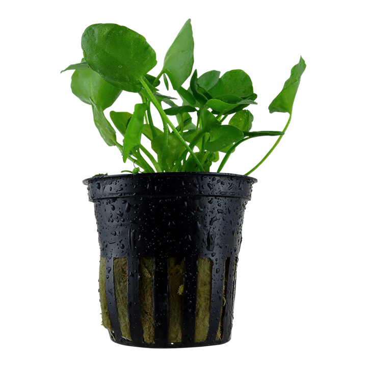 Nymphoides hydrophylla 'Taiwan' Pot