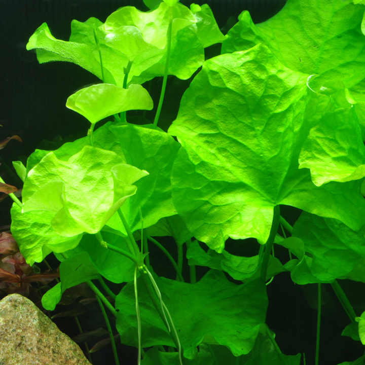 Nymphoides hydrophylla 'Taiwan' Pot