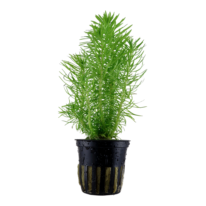Pogostemon Erectus Pot