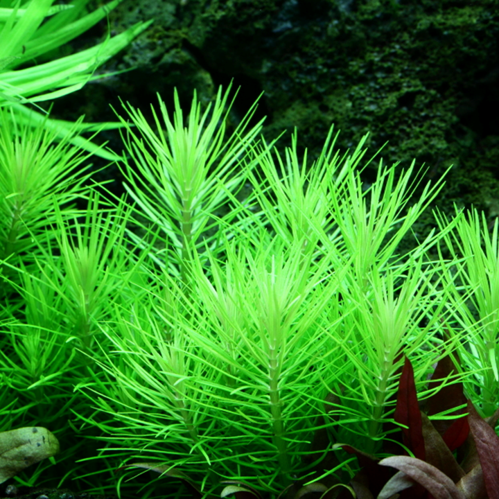Pogostemon Erectus TC