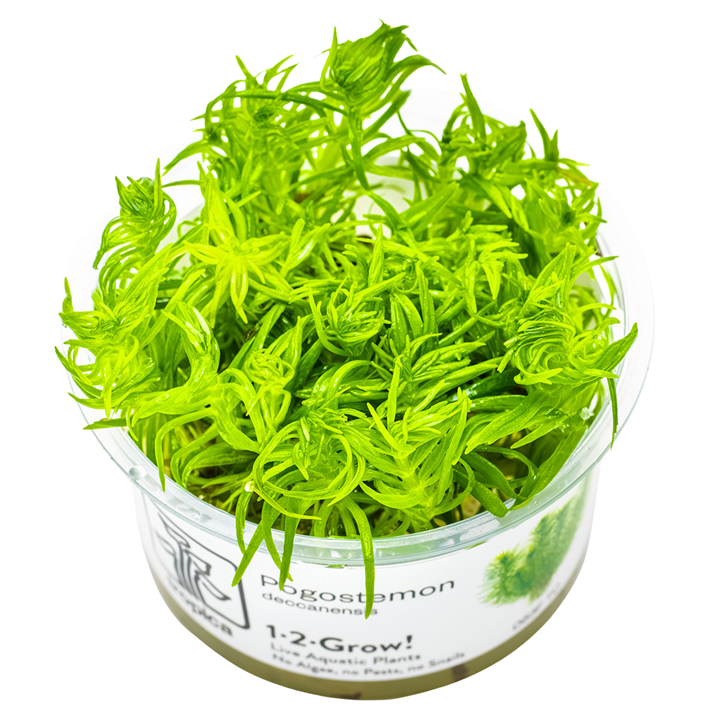 Pogostemon Erectus TC