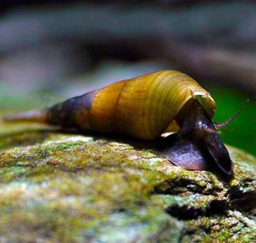 Chopstick Snails - Canada Guppies