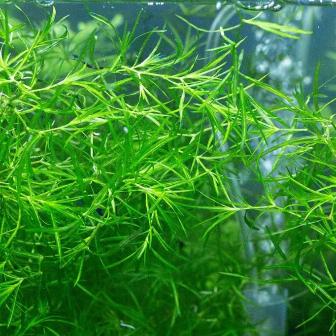 Guppy Grass - Canada Guppies