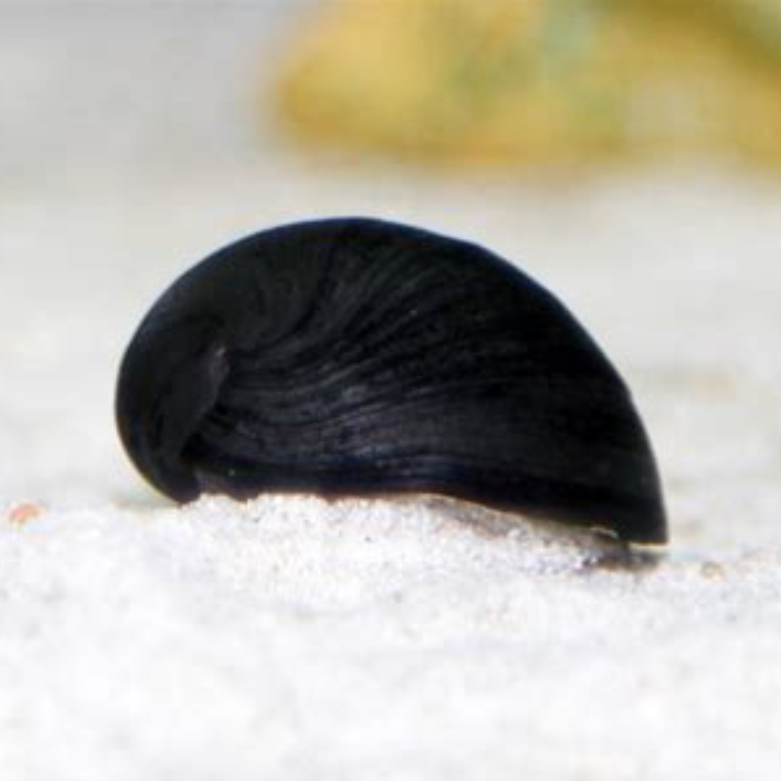Black Helmet Nerite Snails