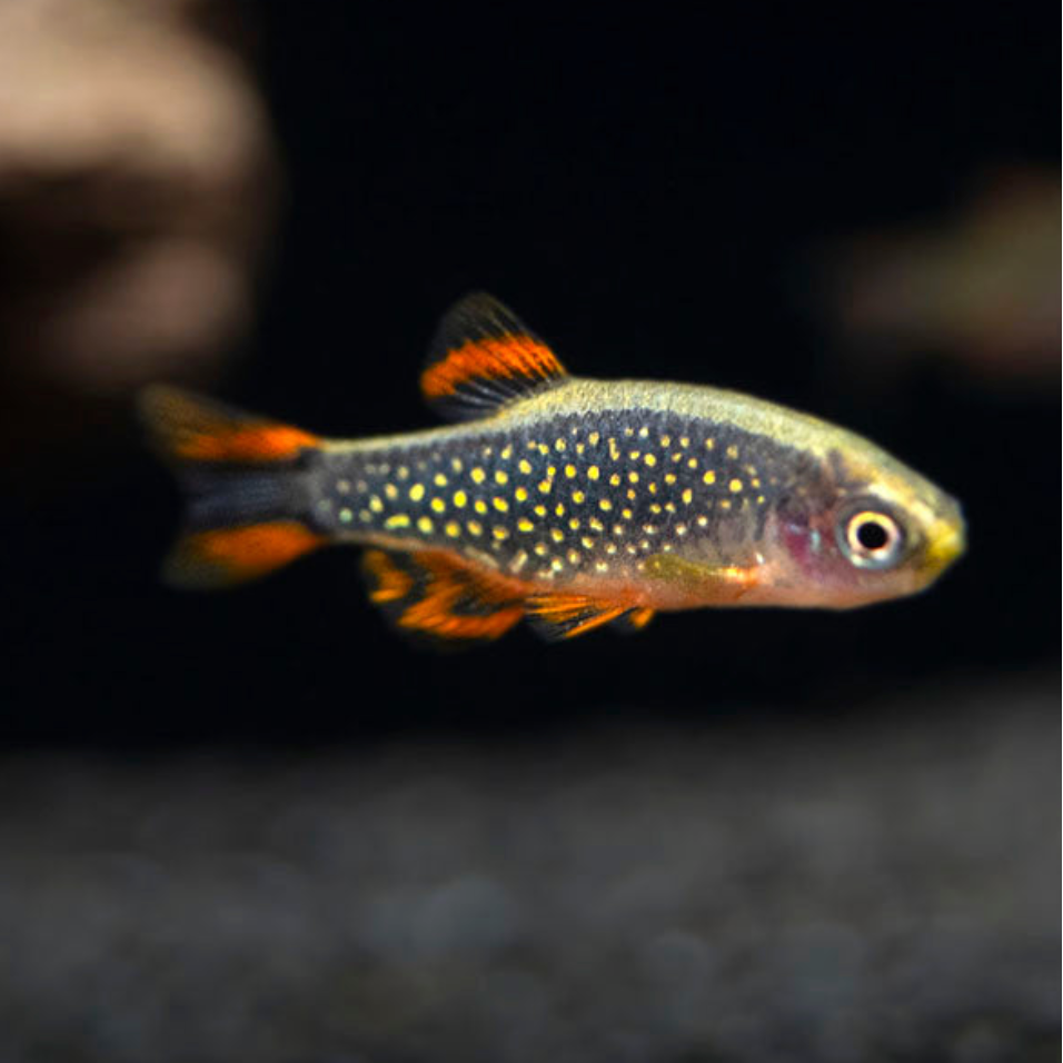 Celestial Pearl Danio
