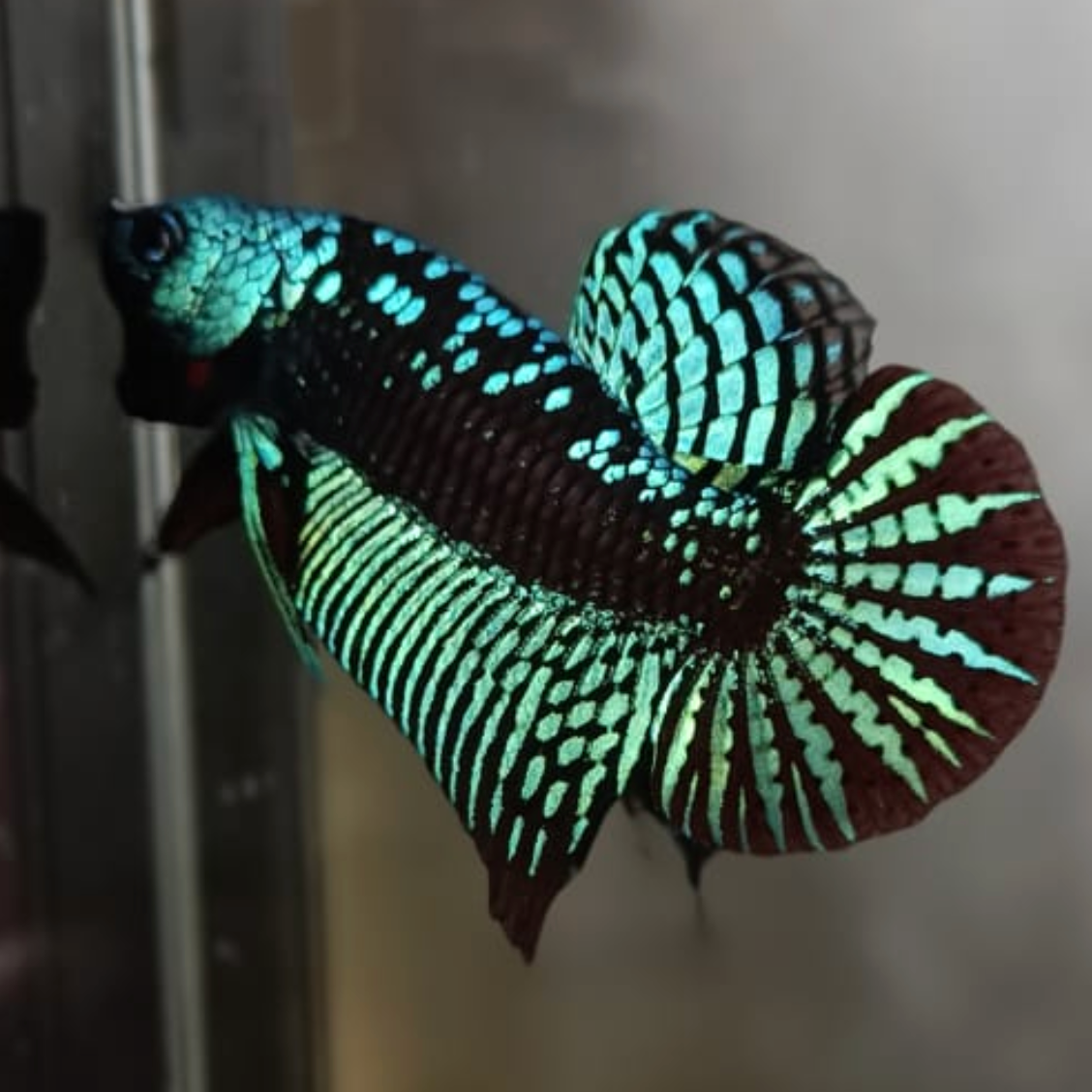 Green Samurai Alien Betta