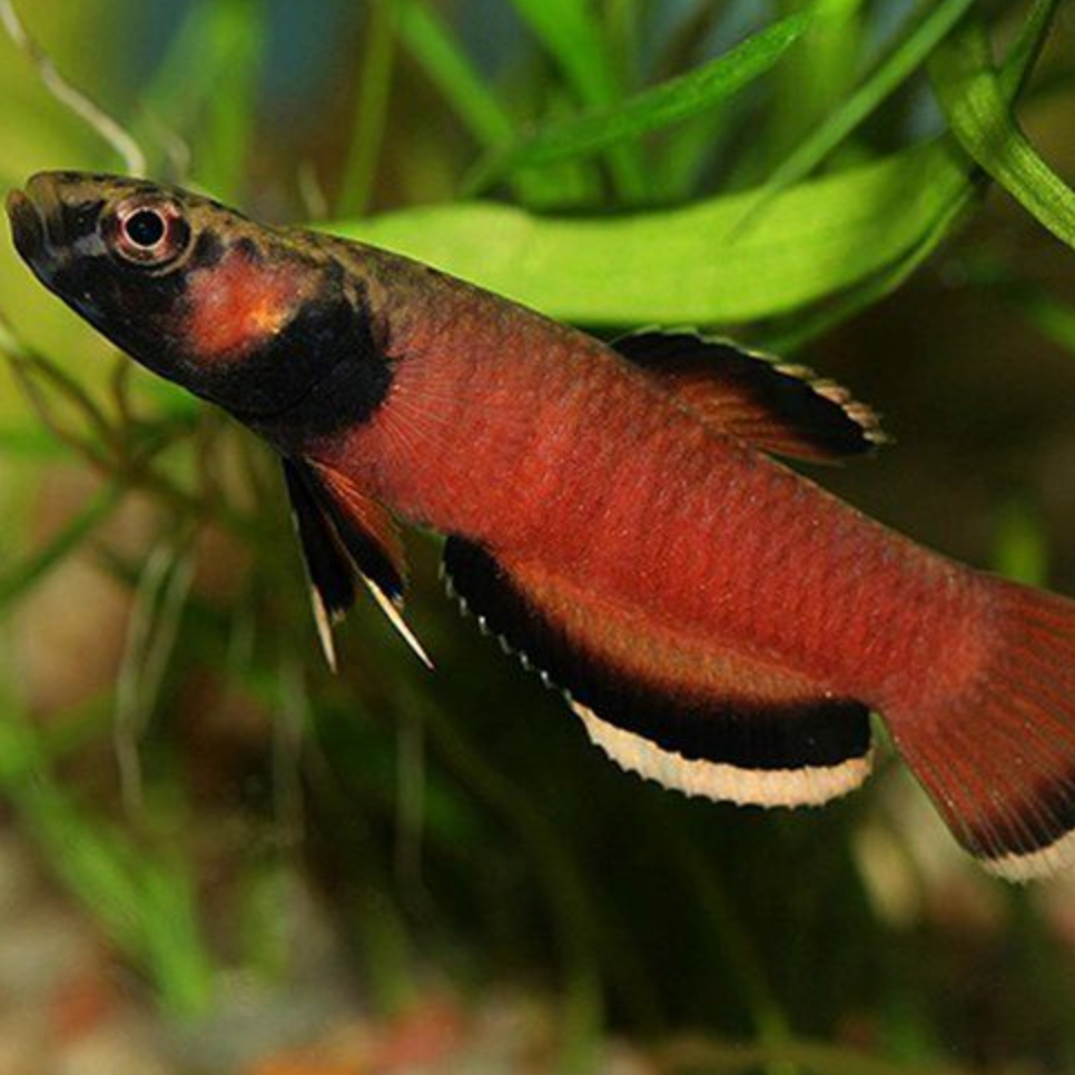 Betta Albimarginata (Rare)