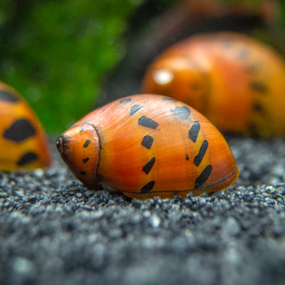 Tiger Nerite Snail