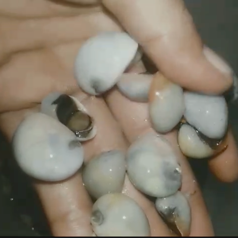 White Helmet Nerite (Rare)