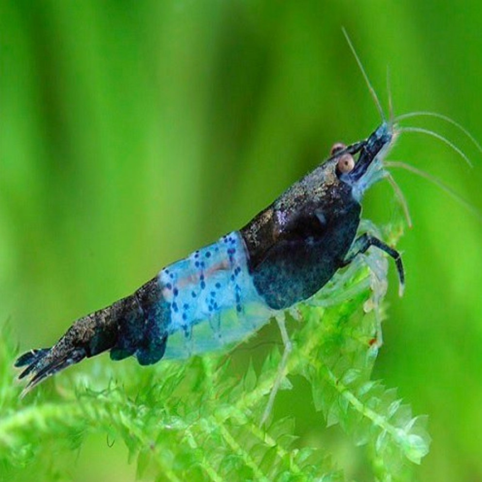 Blue Rili Shrimp Canada | Live Neocaridina Aquarium Shrimp for Sale