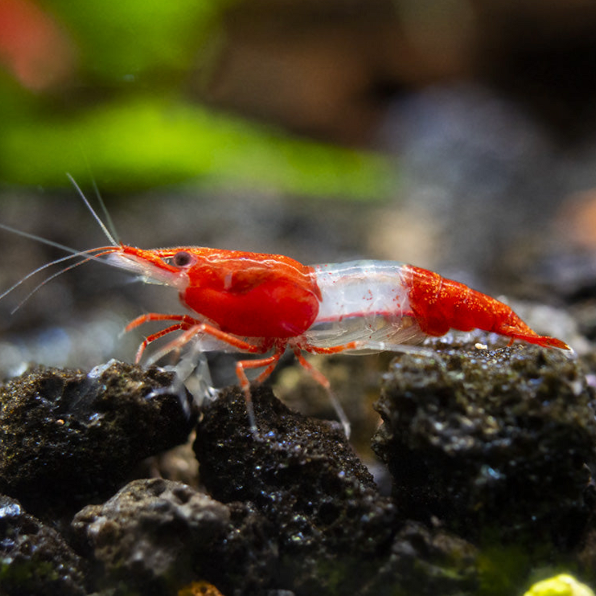 Red Rili Shrimp Canada | Live Freshwater Neocaridina Shrimp for Sale