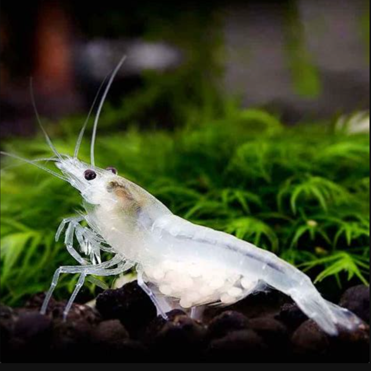 Snowball White Shrimp