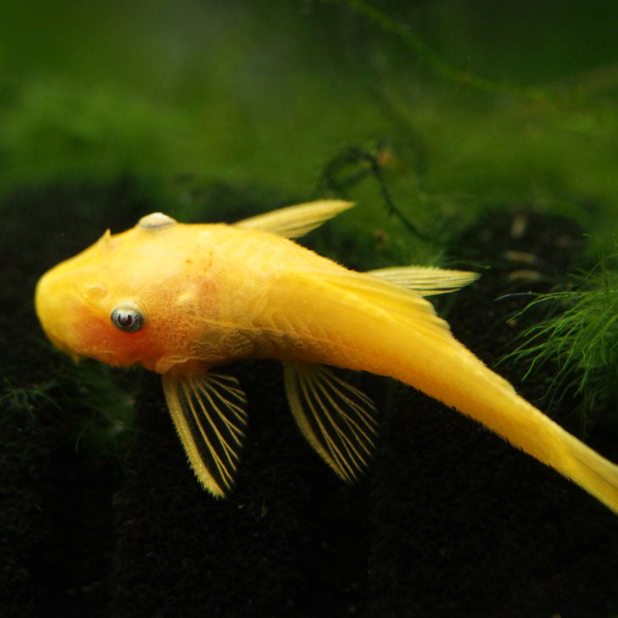 Lemon Blue Eye Bristlenose Pleco