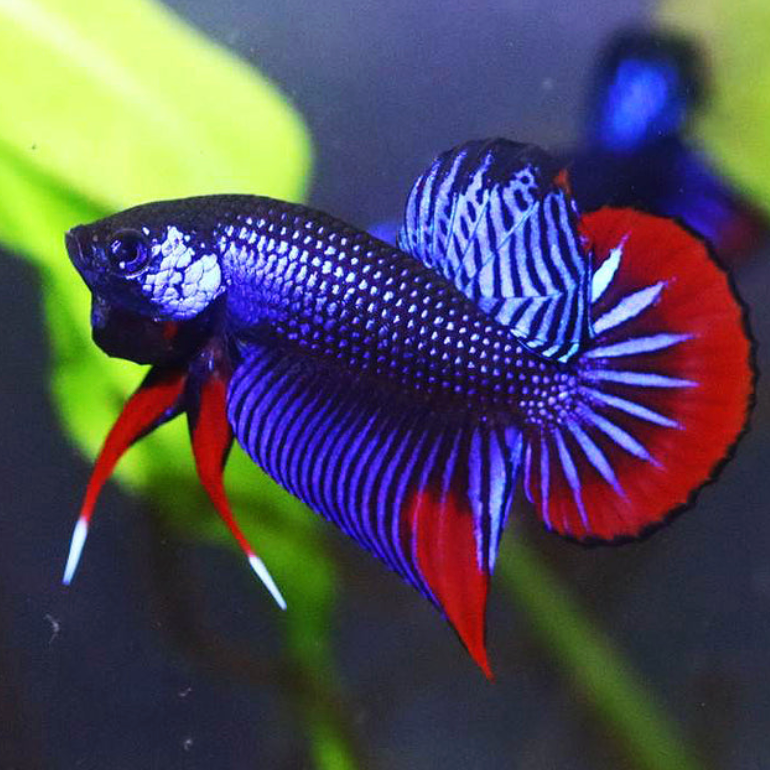 Blue Betta Imbellis