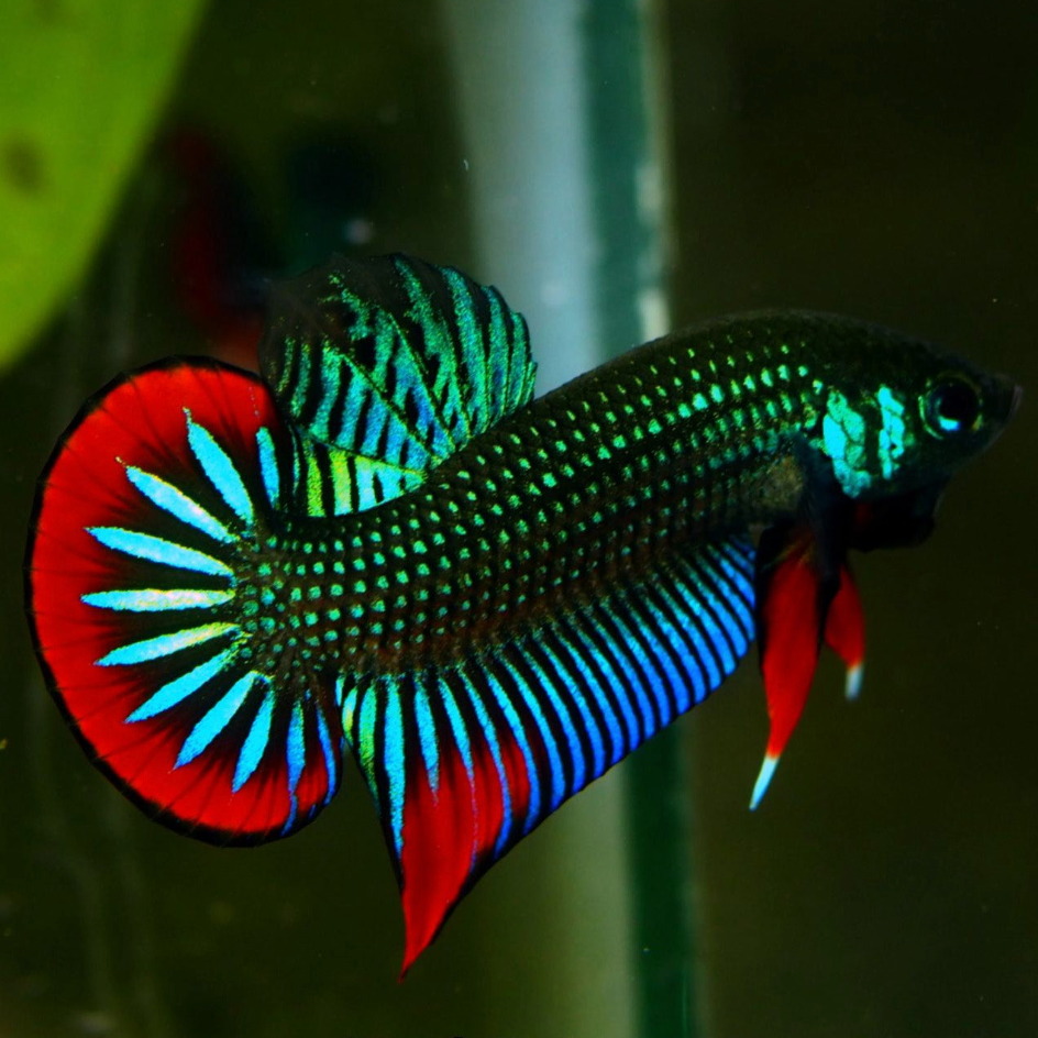 Green Betta Imbellis