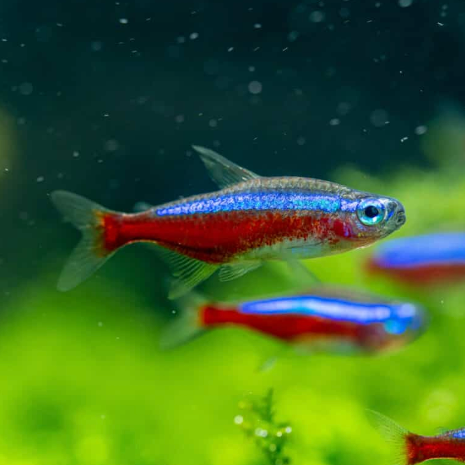 Cardinal Tetra