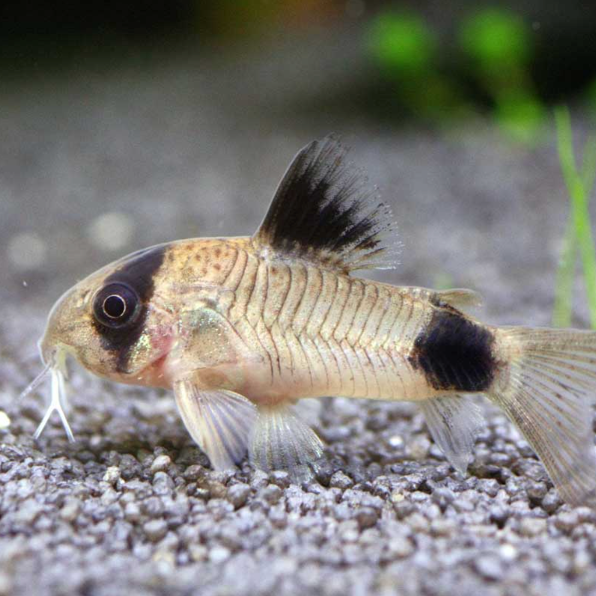 Panda Corydora
